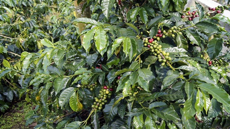 Coffee plant in Colombia during summer.