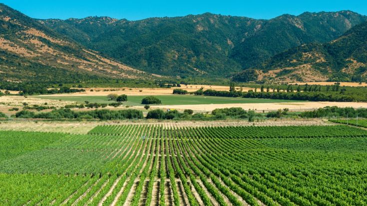 Colchagua wine valley