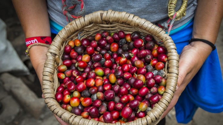 Colombian Coffee