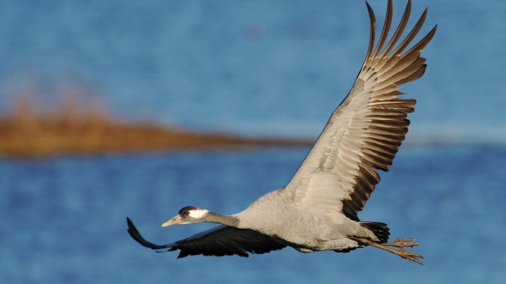 Common crane (grus grus) flying over in Lake Hornborga.