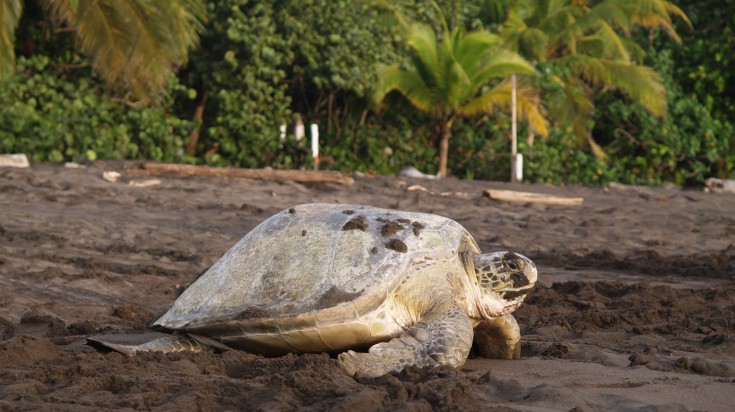 A turtle nesting in Tortuguero National Park, Costa Rica.