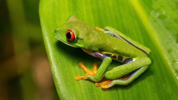 Red-eyed tree frog sitting on a large leaf.