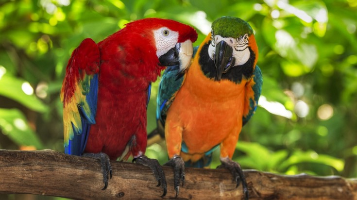 Costa Rica itinerary for wildlife enthusiasts is a must Costa Rica itinerary with wildlife visit