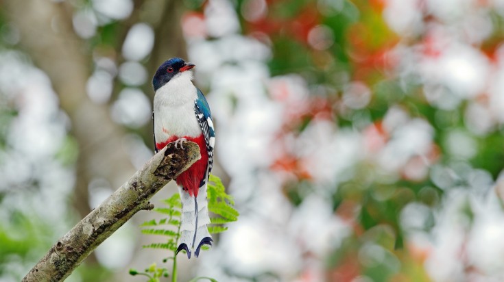 Cuban Trogon (Priotelus temnurus) Tokororo Cuba in November