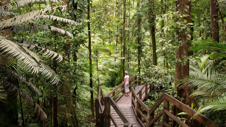 Daintree National Park is among the earth's oldest ecosystems that is located in Queensland of Australia. Daintree National Park is among the earth's oldest ecosystems.