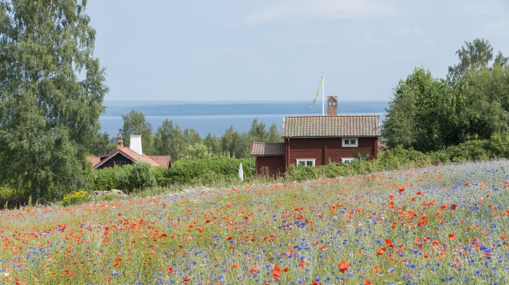 Poppies and cornflowers blossoming in Dalarna during summer.