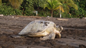 Day trips from San Jose Costa Rica Tortuguero