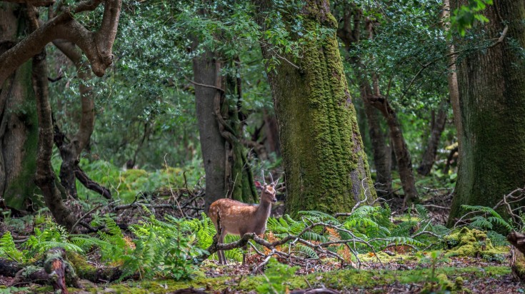Deer spotted at Killarney National Park.
