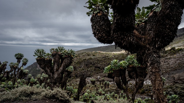 Dendrosenecio Kilimanjari, endemic trees of Tanzania in their full glory.