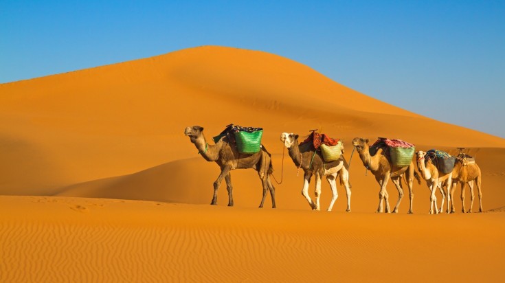 Camel riding on a desert safari in Dubai