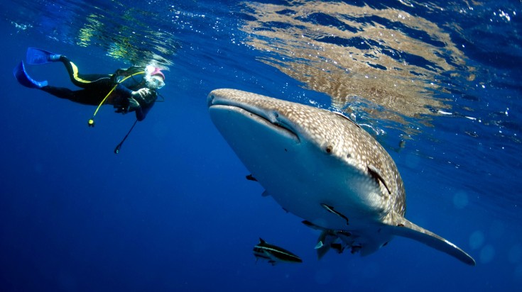 Diver swimming with whale sharks in the waters of the Maldives in December.