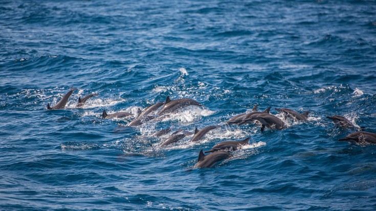 Dolphins in the sea in Mirissa in Sri Lanka.