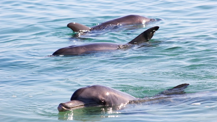 Go on a whale watching tour in Sydney and spot dolphins as well