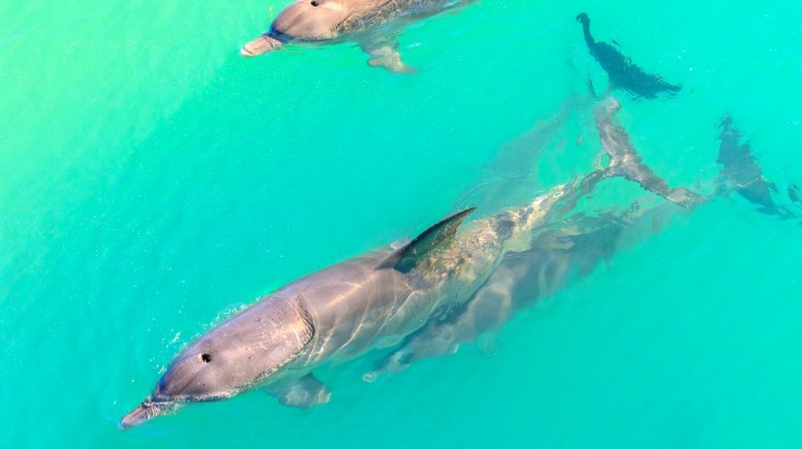 Monkey Mia is set in an epic Australia landscape of gleaming sandy beaches, rugged coastal sand dunes and a bay bursting with wildlife Monkey Mia in Australia is where you can feed wild dolphins in the water.