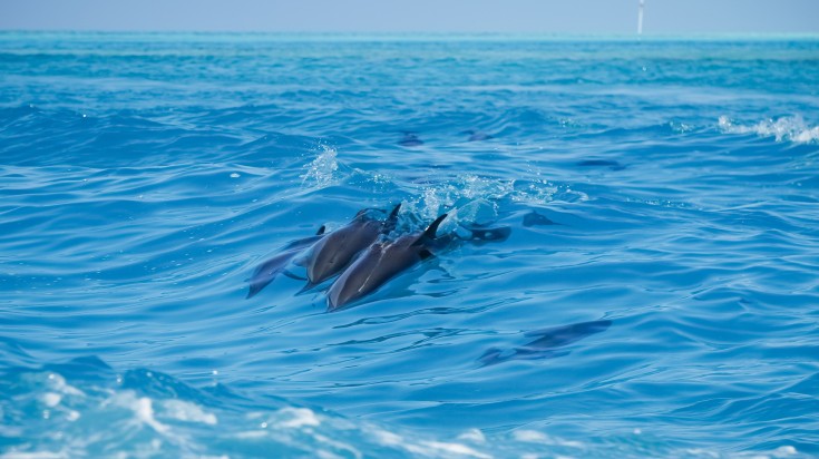 A family of dolphins in Maldivian waters.