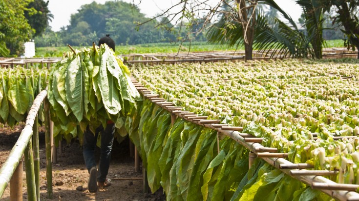 Drying tobacco leaf_Cuba in October