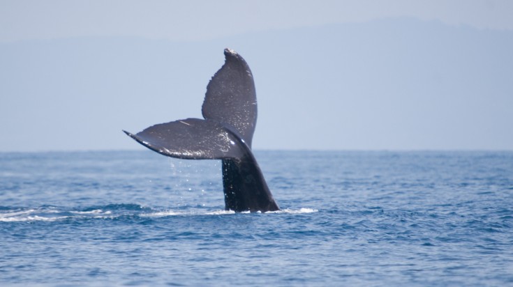 Eco tourism in Costa Rica - go whale watching