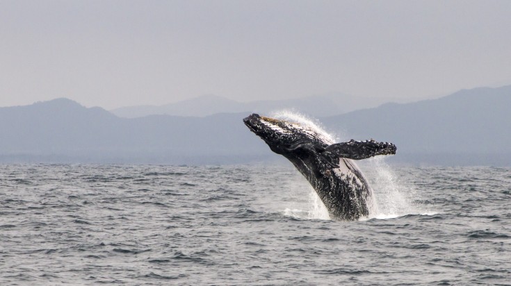 See humpback whales in Ecuador.