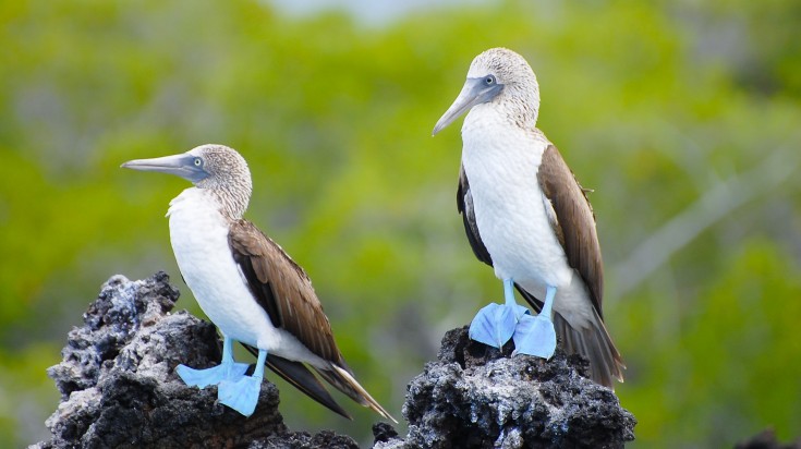 Blue Footed Boobies   Galapagos   Ecuador