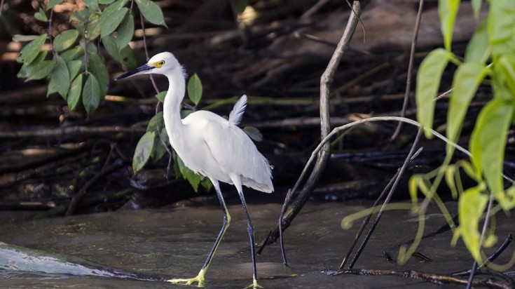 Explore rivers and swamps for swamp wildlife in Costa Rica