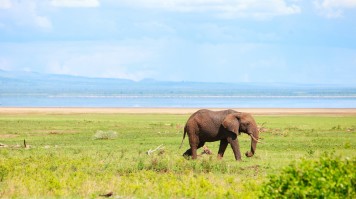 African elephant