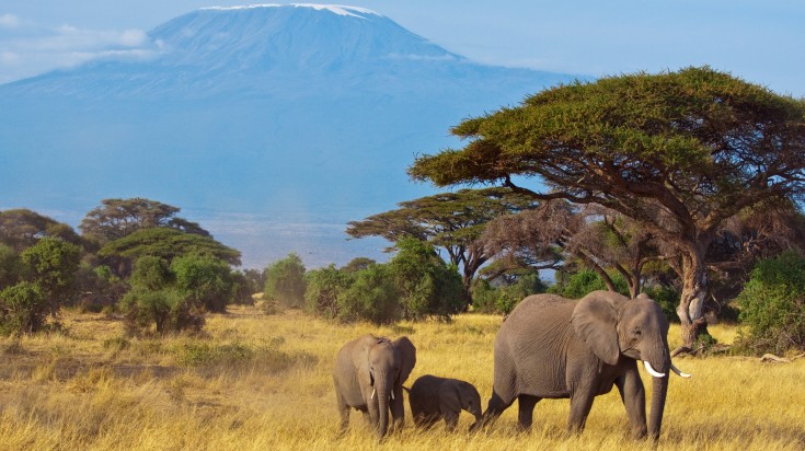 Elephant family grazing on the tall grasses of the Savannah