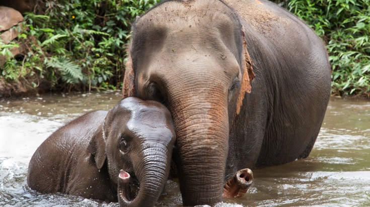 Mother and baby elephant bathing in the river in Chiang Mai, Thailand.