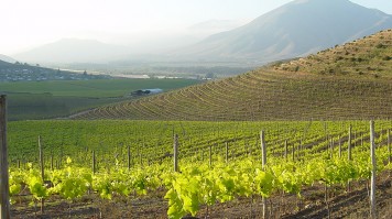 Titon vineyard of Vina Falernia