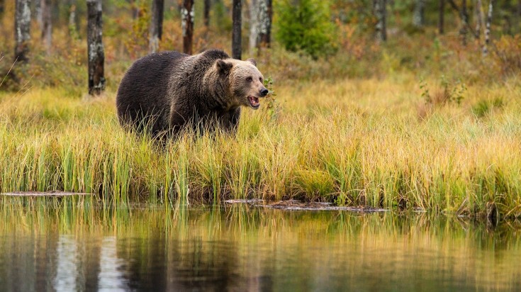 Brown bear in the wild in Finland in August