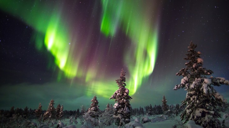 See the Northern Lights in the night sky above the trees in Ivalo.