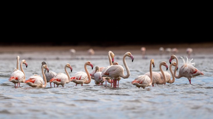 A flock of Flamingo in Souss-Massa National Park, Morocco.