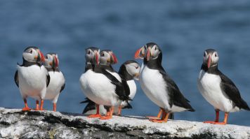 Puffins in Iceland