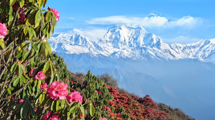 Watch rhododendrons while trekking Everest Base Camp in March.