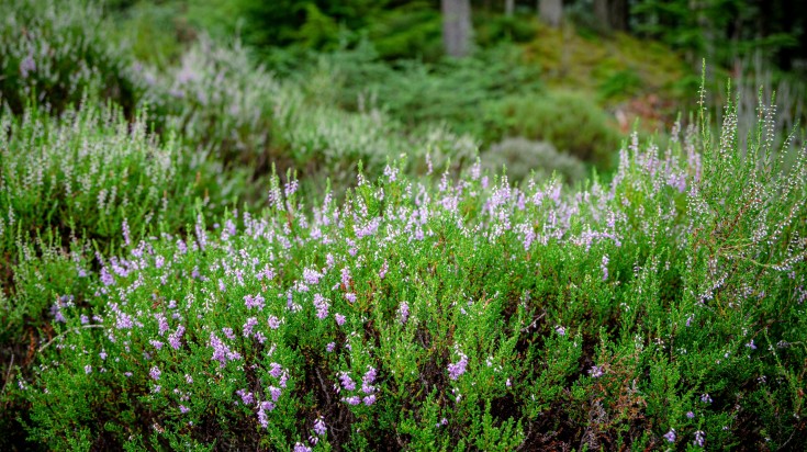 Flowers of spring bloom in Trossachs National Park in Scotland in April.