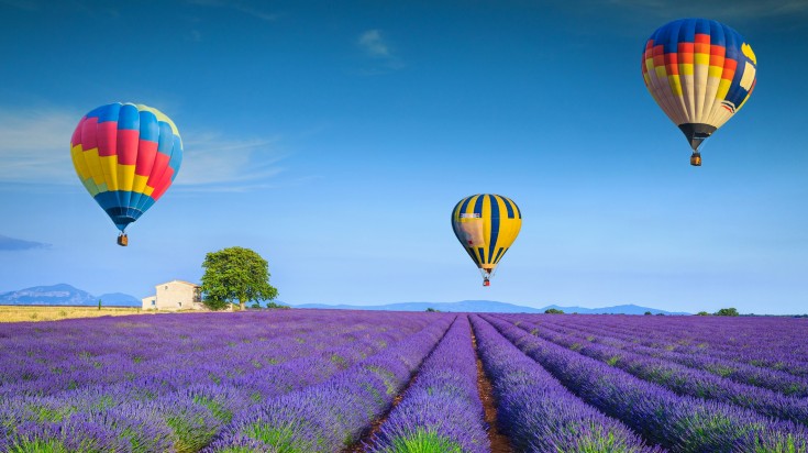 Flying colorful hot air balloons over the purple fragrant lavender fields