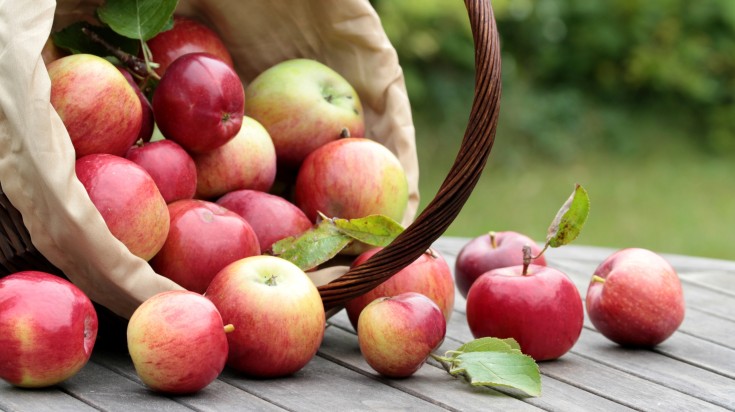 Freshly picked apples in a basket. Freshly picked apples in a basket.
