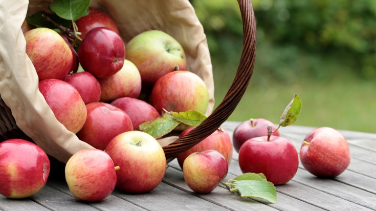 Freshly picked apples in a basket.