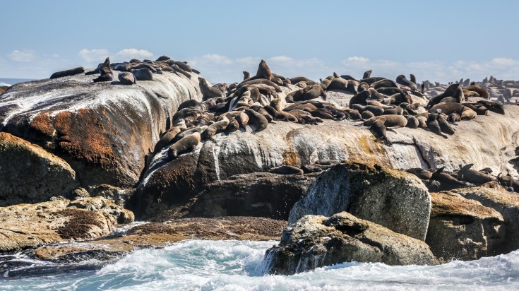 Seal Island in Gansbaai