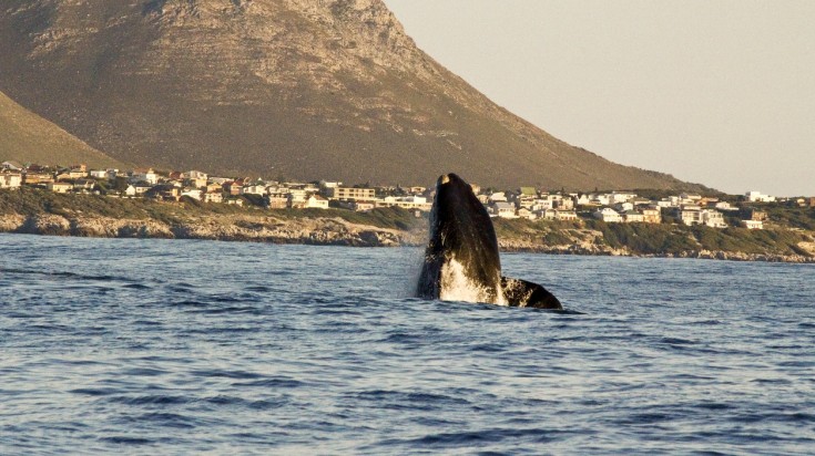 A whale surfacing above the water in Hermanus in Garden Route.