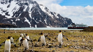 A group of King Penguins in Falkland Islands with a cruise and mountains in the distance. 