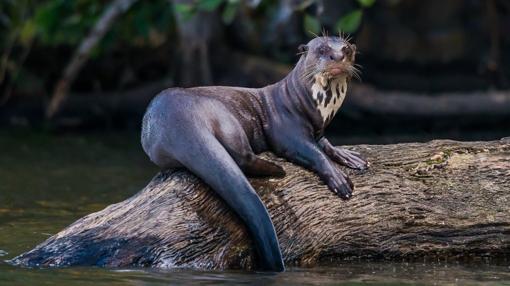 Giant Otter in Manu National Park