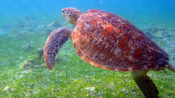 The Gili Islands are a great place to go snorkeling and scuba diving.