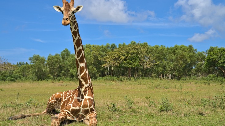 A giraffe sitting on Calauit Island in the safari park in Philippines.