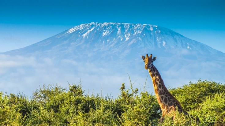 Giraffe peeking with Mount Kilimanjaro in the back.