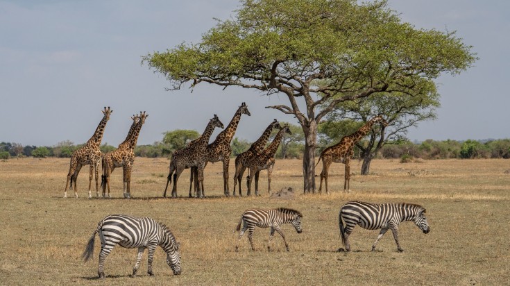 Giraffes and zebras as seen in Tanzania during the dry season.