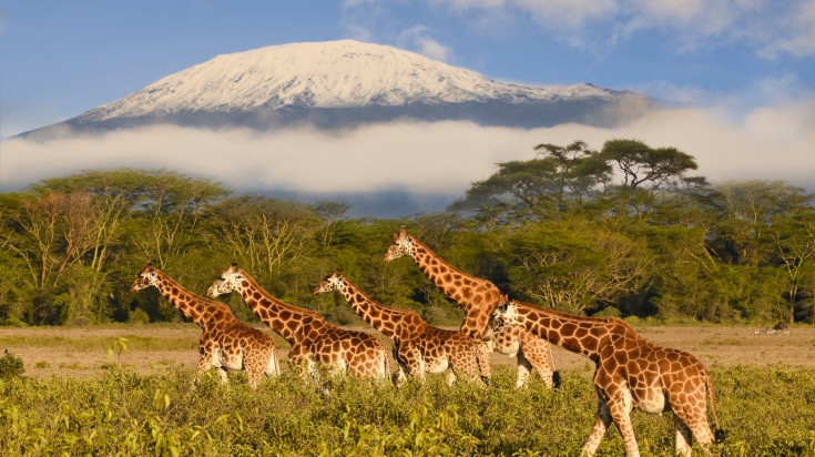 Giraffes grazing in front of the majestic snow-capped Kilimanjaro