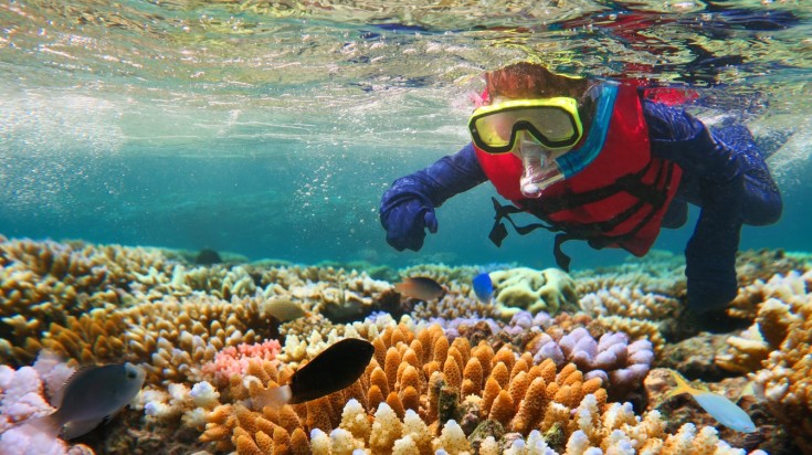 Snorkeling and scuba diving are the main things to do in the Great Barrier Reef. Snorkeling is the main thing to do in Great Barrier Reef
