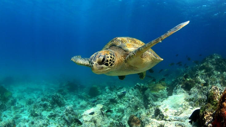 Divers may encounter sea turtles while diving in Costa Rica