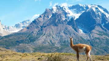 Guanaco in Torres del Paine National Park
