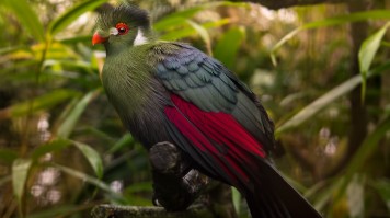 Hartlaub's Turaco